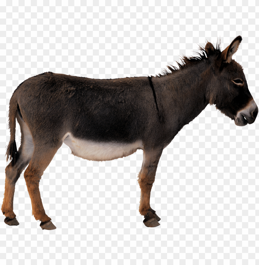 Side view of a brown donkey with a white belly PNG