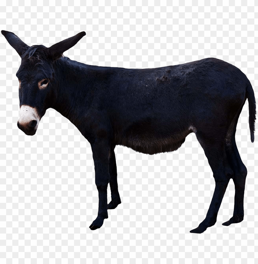 Black donkey standing with a white muzzle on a transparent background PNG