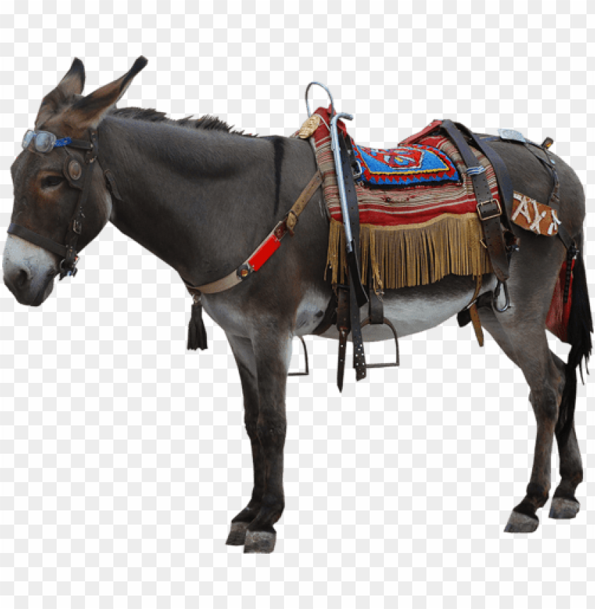 A donkey with a colorful saddle and accessories standing upright PNG