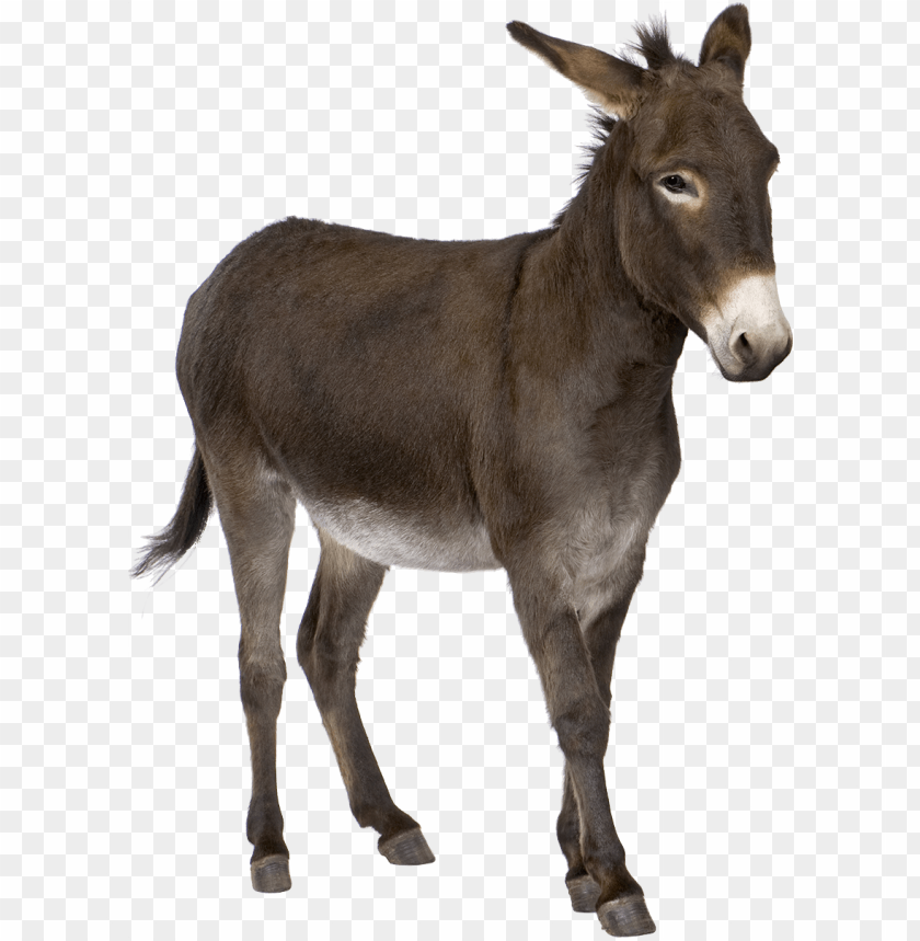 A standing donkey with a dark coat and a neutral expressio PNG