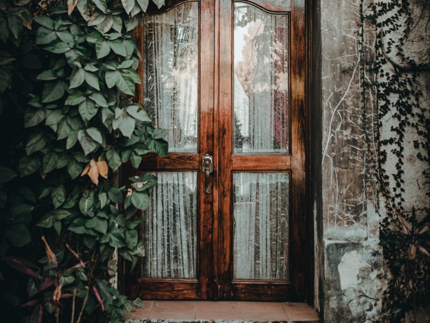 Door Ivy Plant Entrance Wooden Glass Background