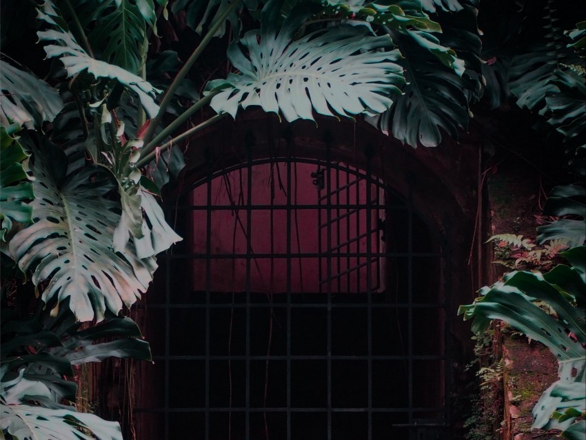 door, lattice, plant, monstera, leaves