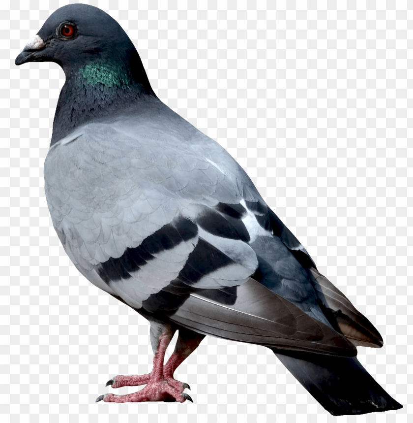 Pigeon PNG, bird, gray, standing