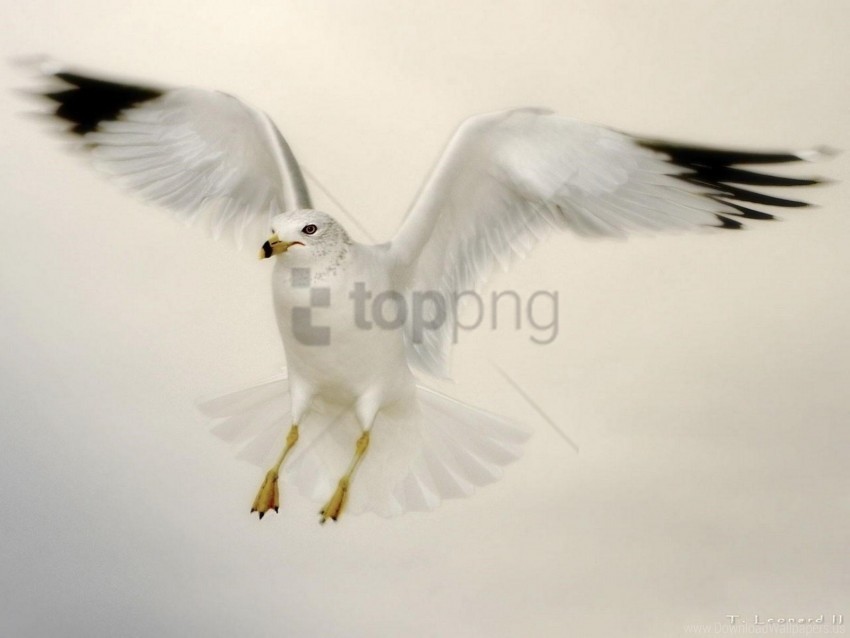 bird, white seagull, flying bird, wildlife, nature, feathers, animal