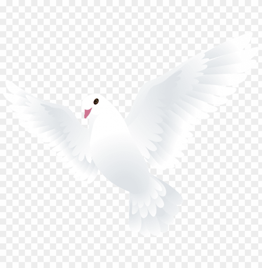 birds png ,bird