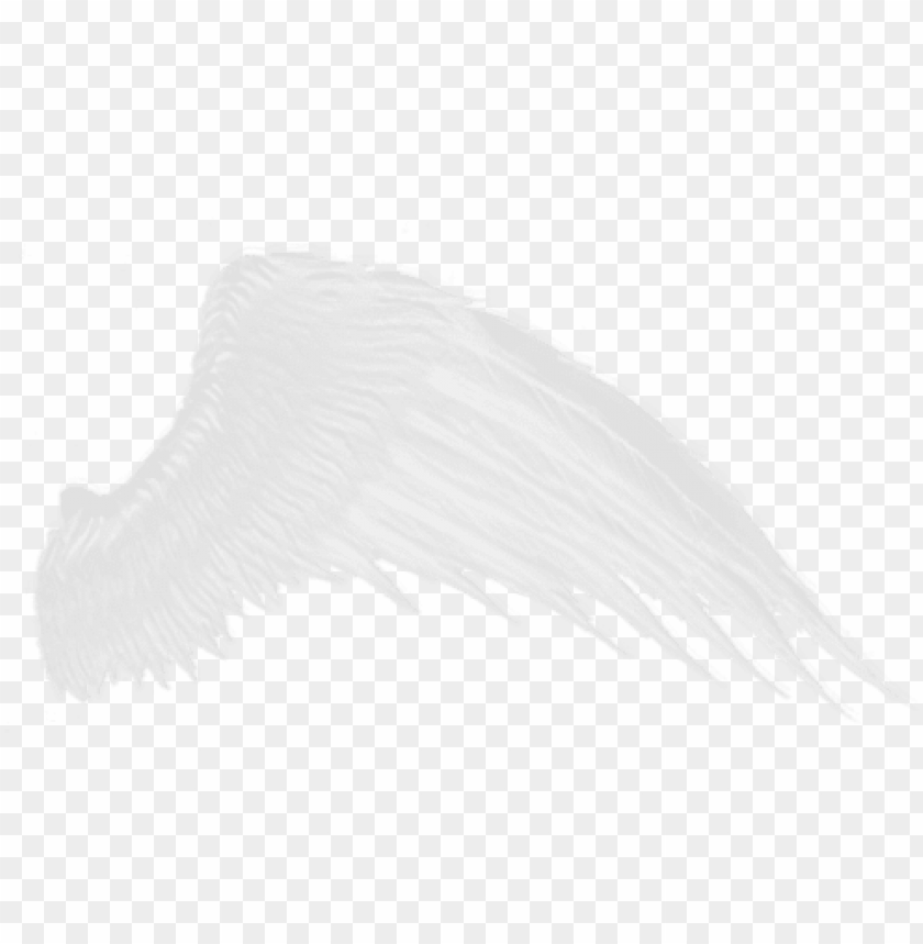 Download - White Wings PNG Transparent Background