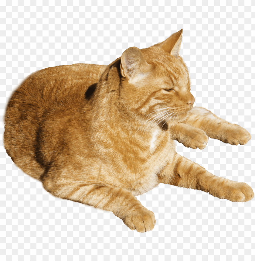 cat, domestic cat, orange cat, pet, feline, relaxing cat, cute pets