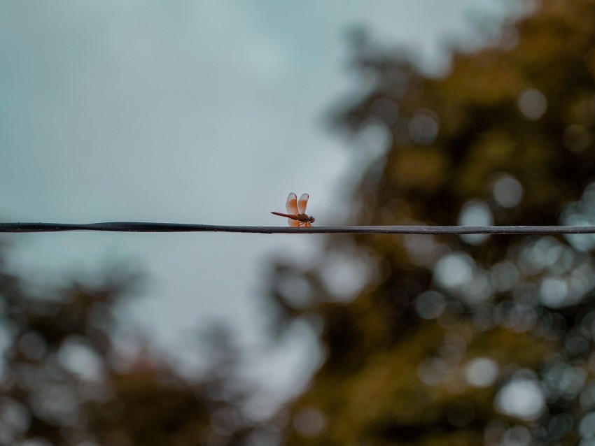 dragonfly, wire, insect, wings, blur