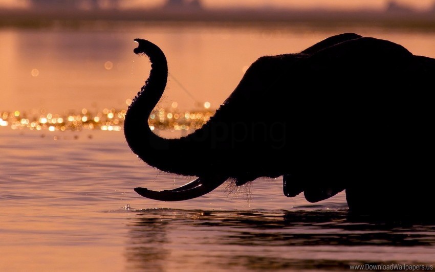 Drops Elephant Silhouette Trunk Water Wallpaper PNG Transparent Background