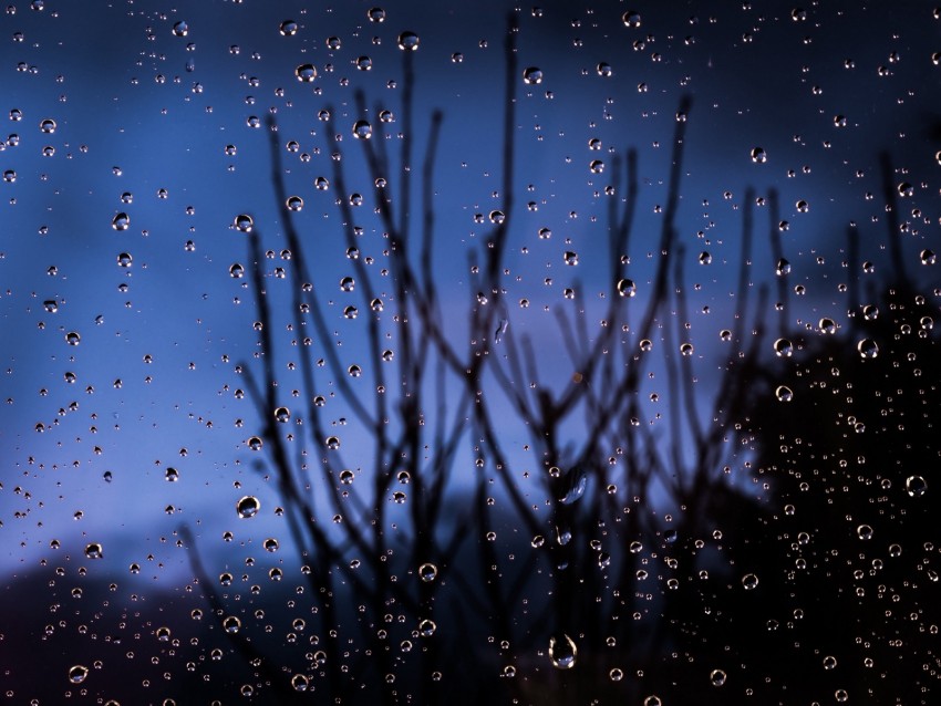 drops, glass, moisture, branches, blur