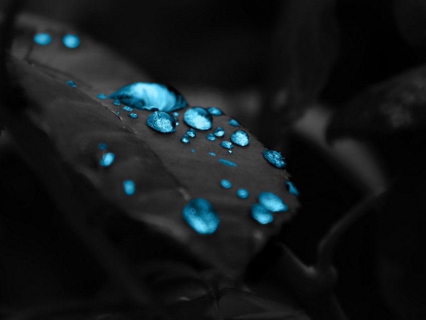 drops, leaf, brushes, dew