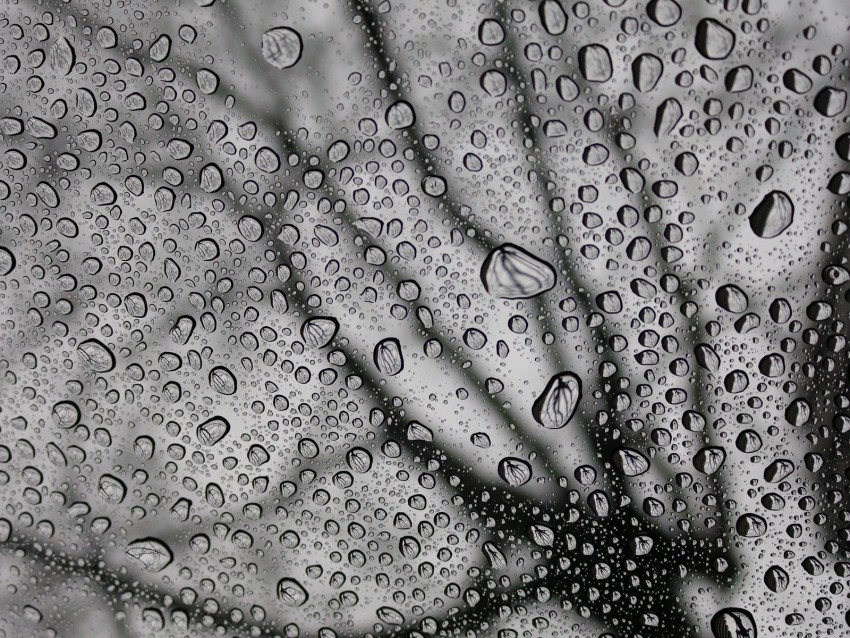 drops, macro, bw, moisture, rain