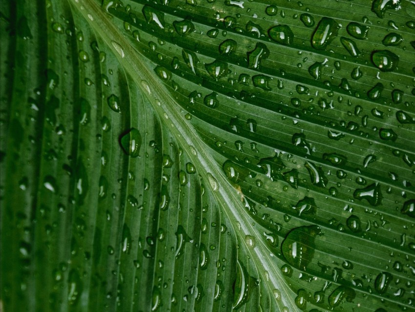 wet leaf, green foliage, water droplets, nature close-up, botanical photography