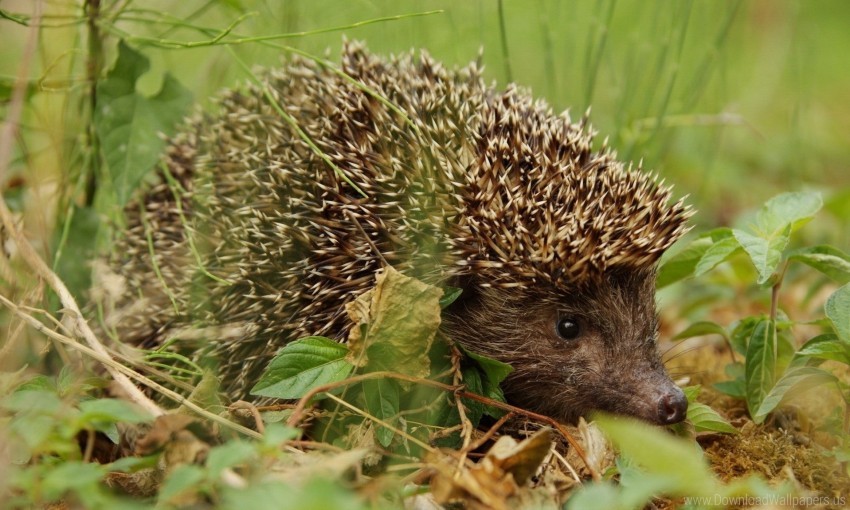 Dry Grass Hedgehog Leaves Wallpaper PNG Transparent Background