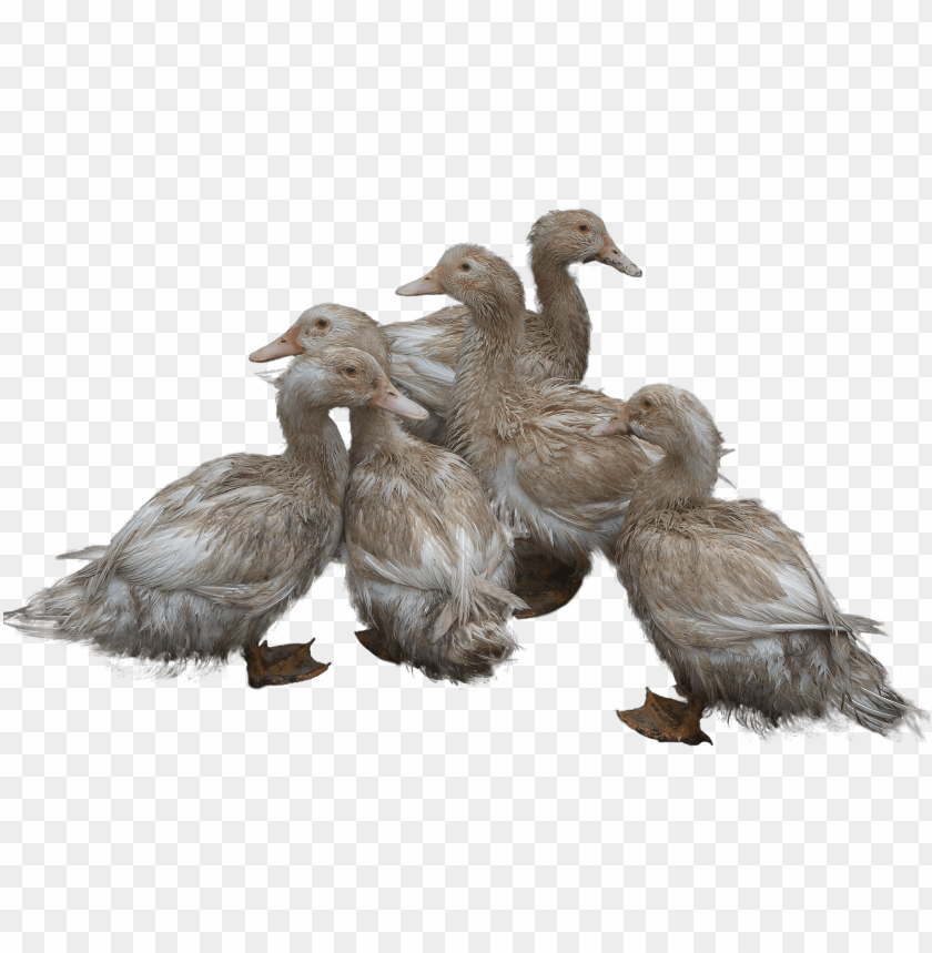 Group of six fluffy ducklings huddled together in a playful arrangement PNG