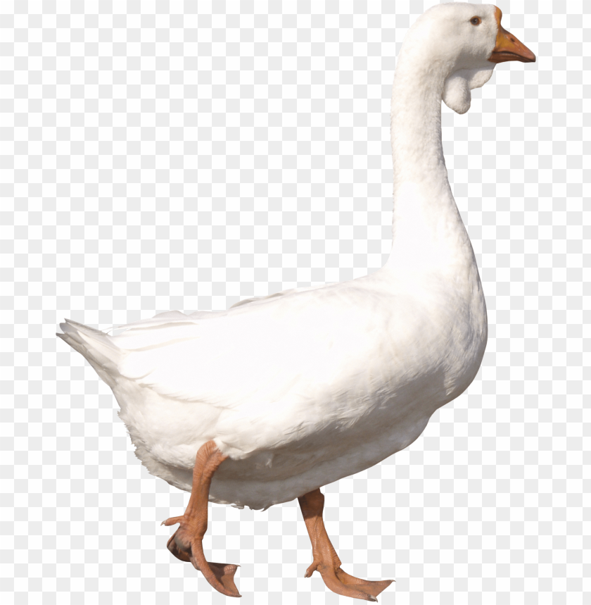 A white goose walking with a raised head and an alert posture PNG