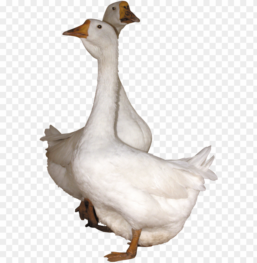 Two white geese standing together on a transparent background PNG