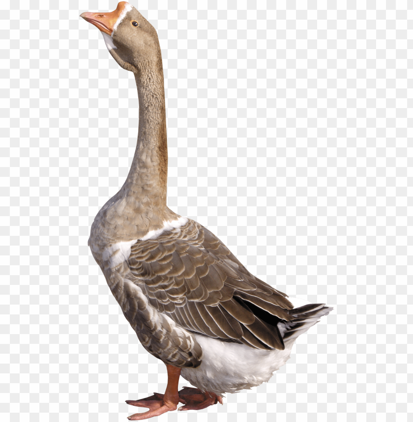 A standing goose with a long neck and feathers in natural colors PNG