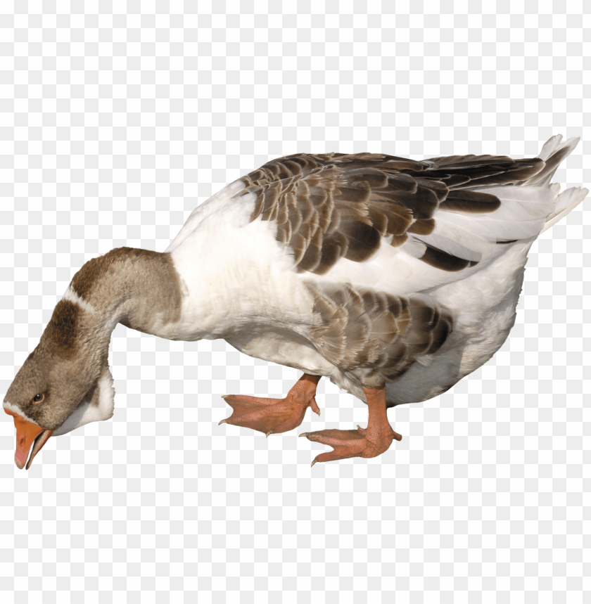 A grey and white goose bending down, pecking at the ground PNG