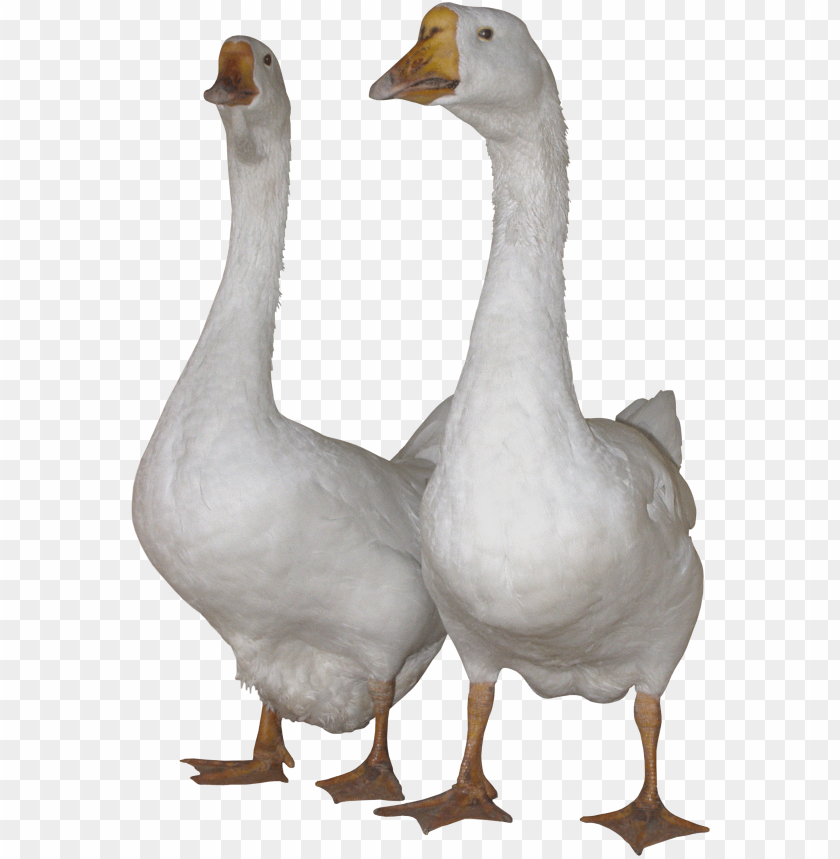 Two white ducks standing side by side with curious expressions PNG