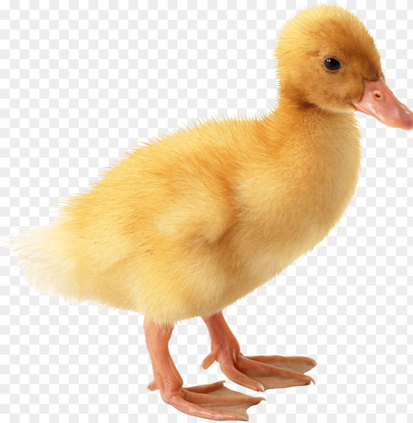 duck png,duck,duck transparent background,duck file png,duck 

clipart,duck png images,duck png clipart