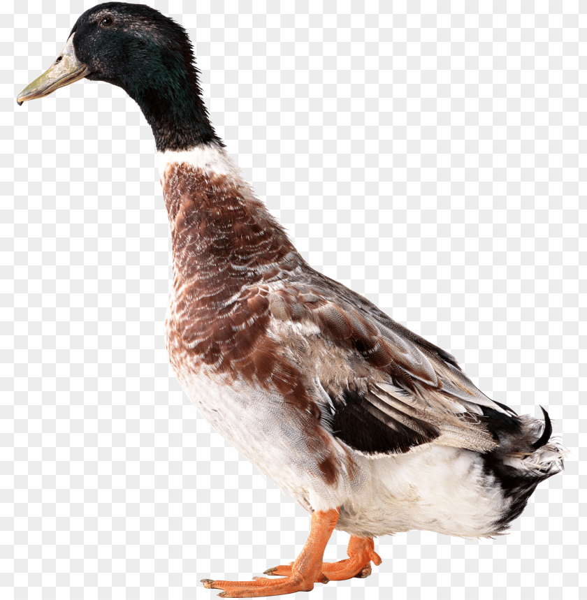 A standing brown and white duck with black head and orange feet PNG