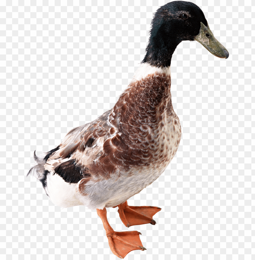 A standing brown and white duck with a black head and orange feet PNG