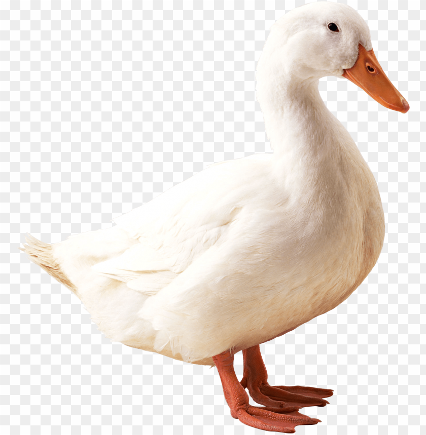 A white duck standing on a transparent background PNG