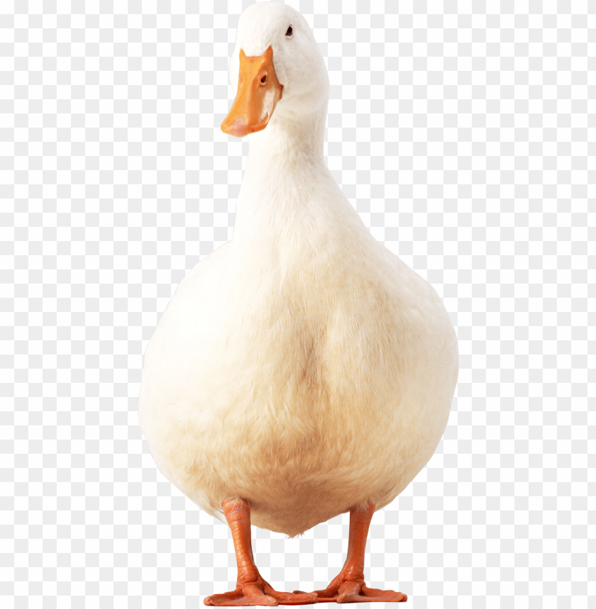 A plump white duck standing upright and looking curiously PNG