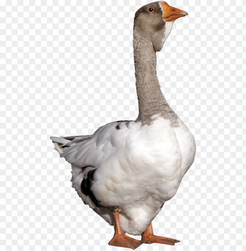 A standing goose with a white body and gray head, against a transparent background PNG