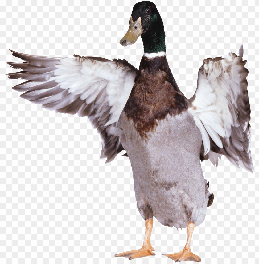 A mallard duck spreading its wings with a clear background PNG