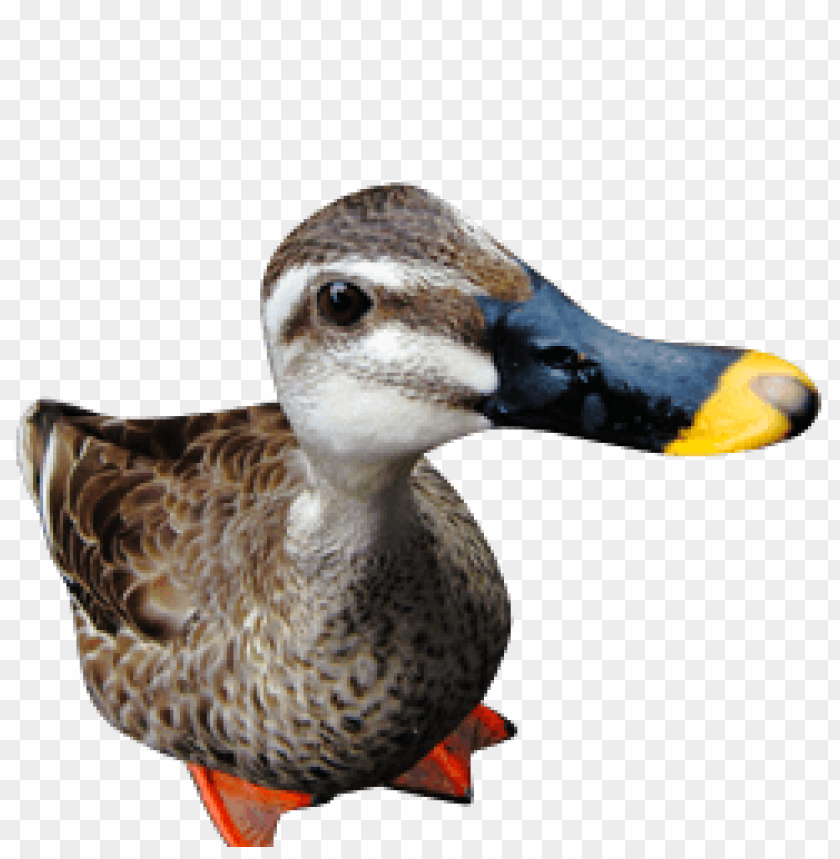 A close-up of a duck with a colorful beak and detailed feathers PNG