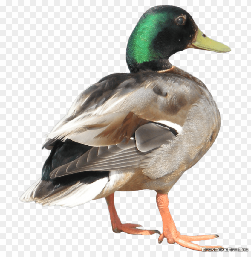 Side view of a colorful mallard duck with green head and brown body PNG