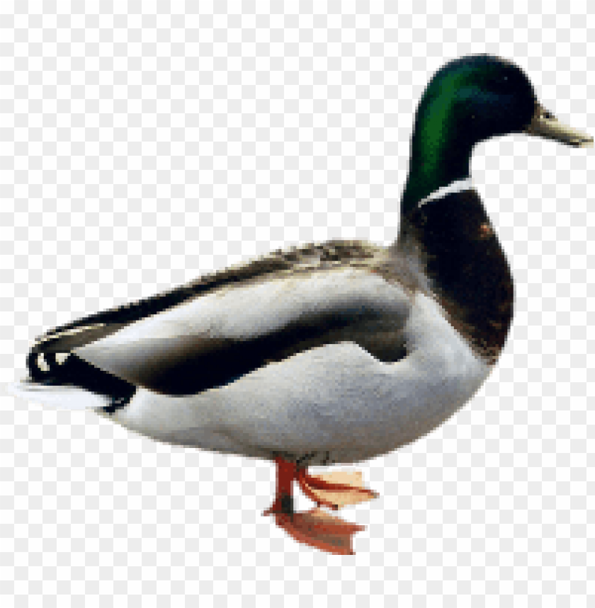 A standing mallard duck with vibrant green head and white chest PNG