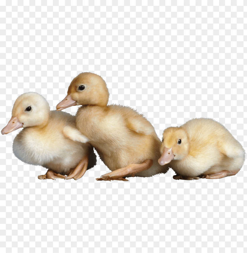 Three fluffy ducklings on a transparent background PNG