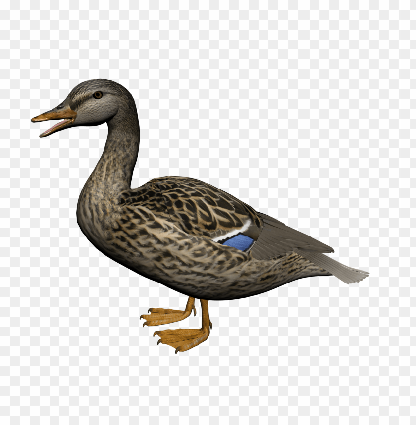 Realistic 3D model of a standing duck with detailed feathers PNG