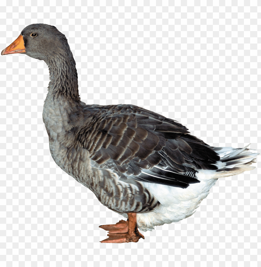 Side view of a gray goose with orange beak and feet PNG