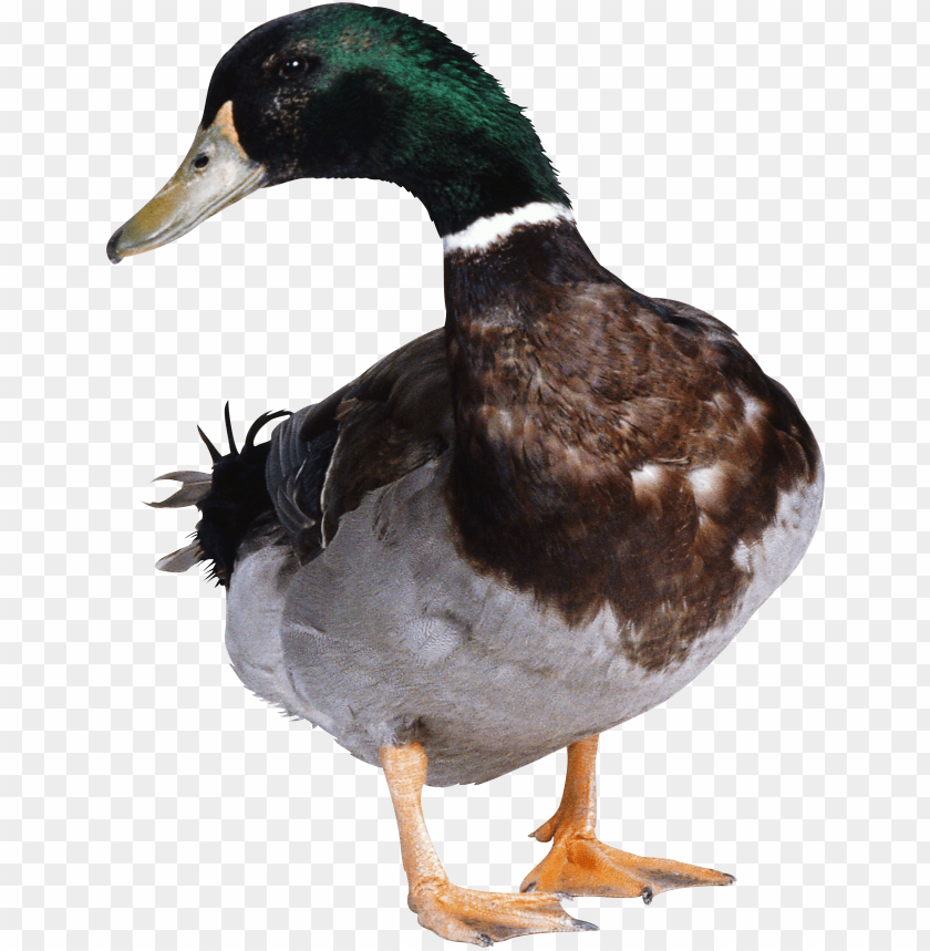 A male mallard duck standing on two feet, showcasing vivid feathers PNG