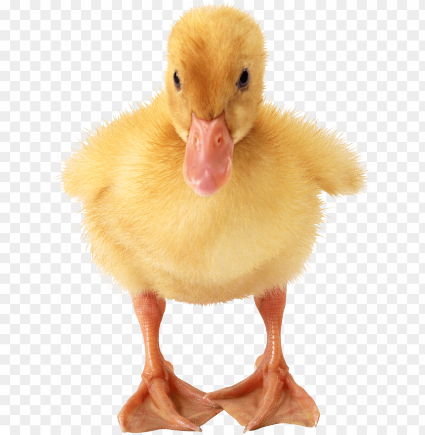 Fluffy yellow duckling standing with legs spread PNG