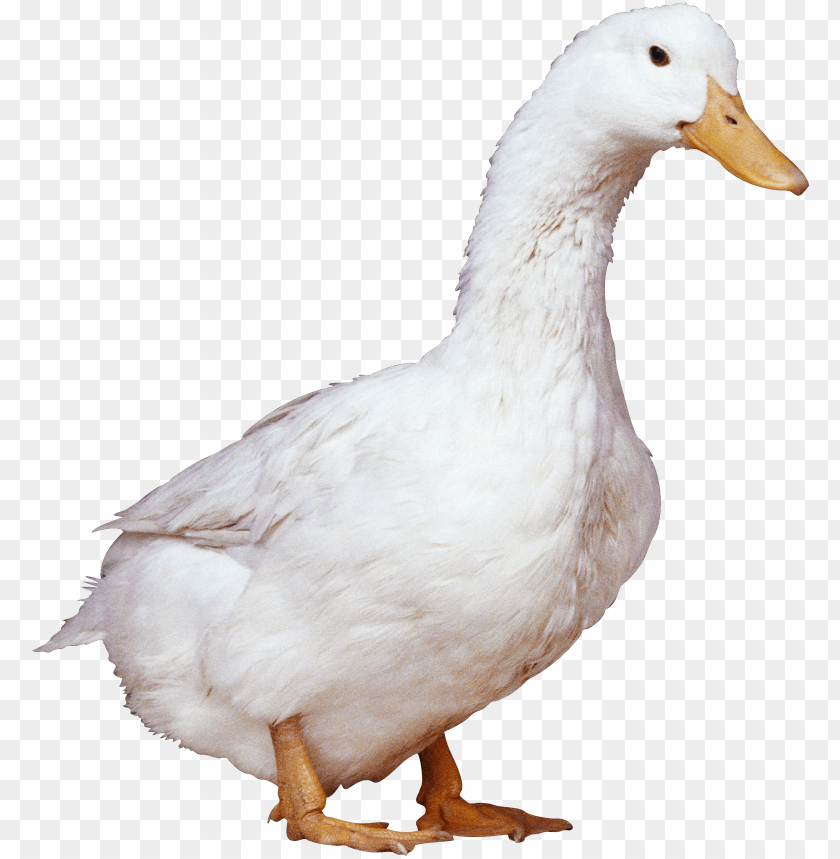 White duck standing on a transparent background PNG