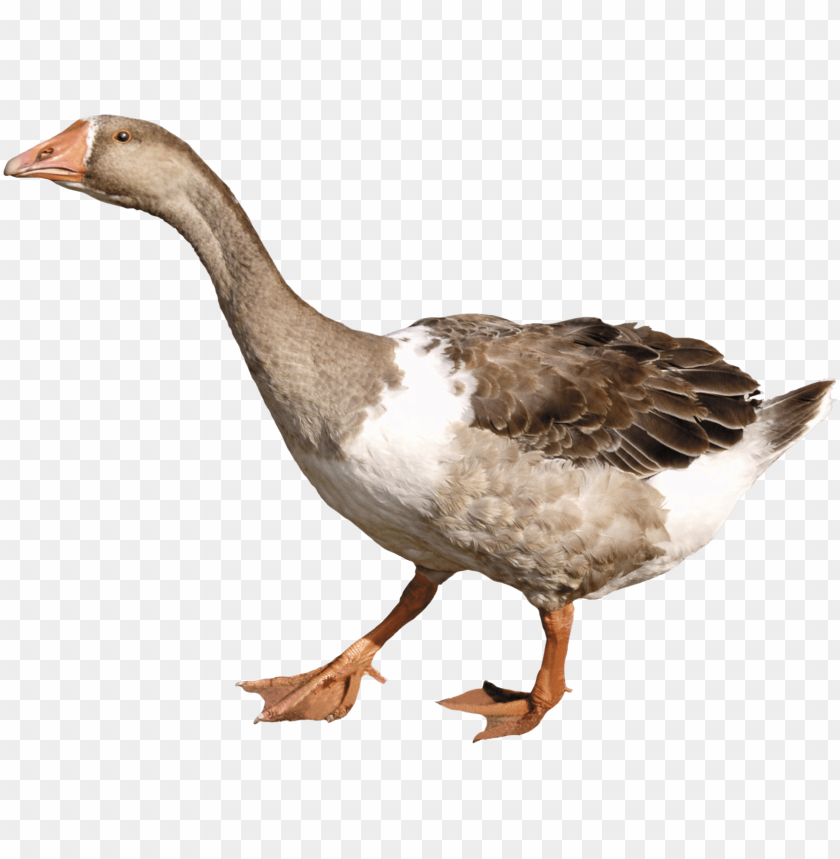 A brown and white goose walking on a transparent background PNG