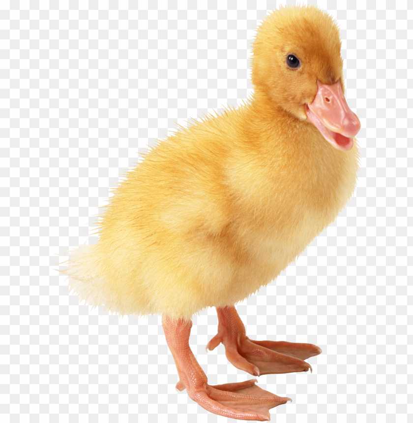 Fluffy yellow duckling standing on white background PNG