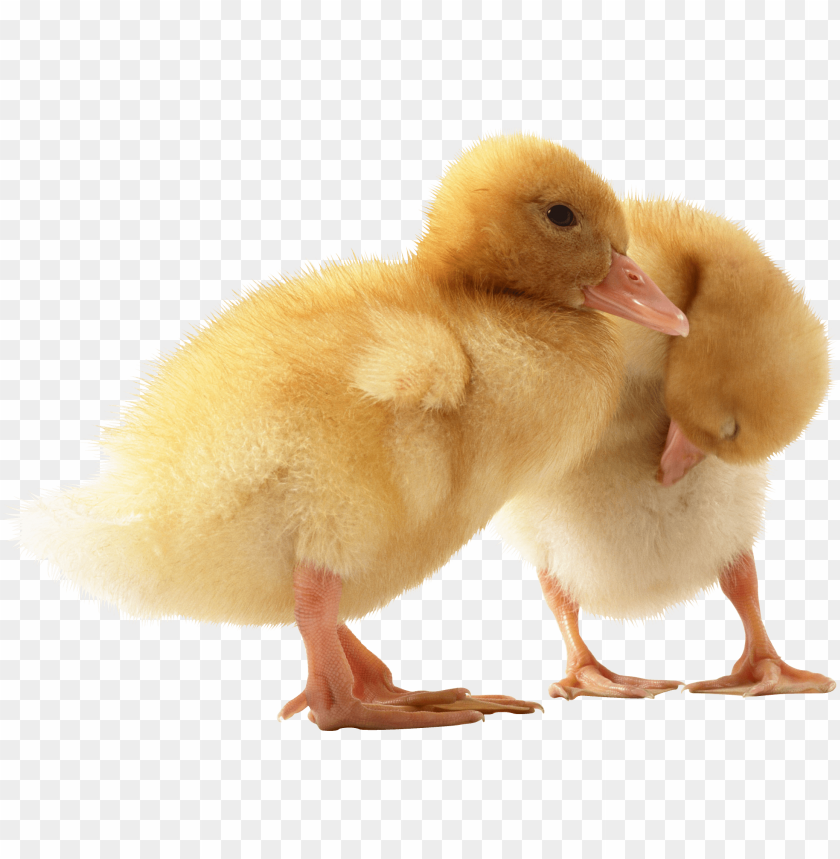 Two fluffy yellow ducklings standing together PNG