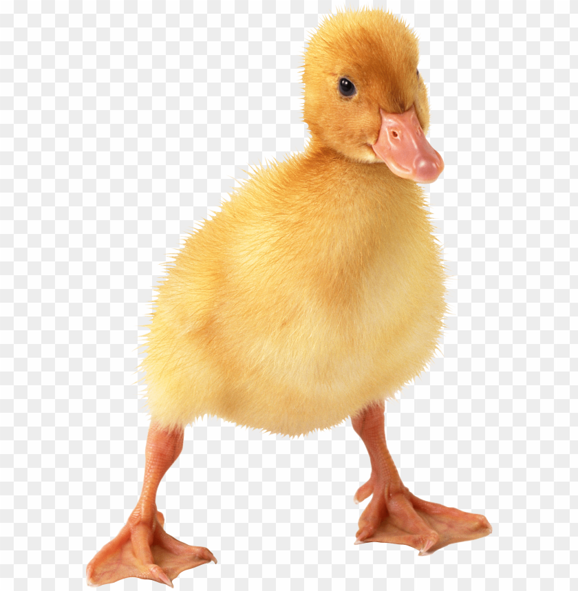 Cute yellow duckling standing with fluffy feathers PNG