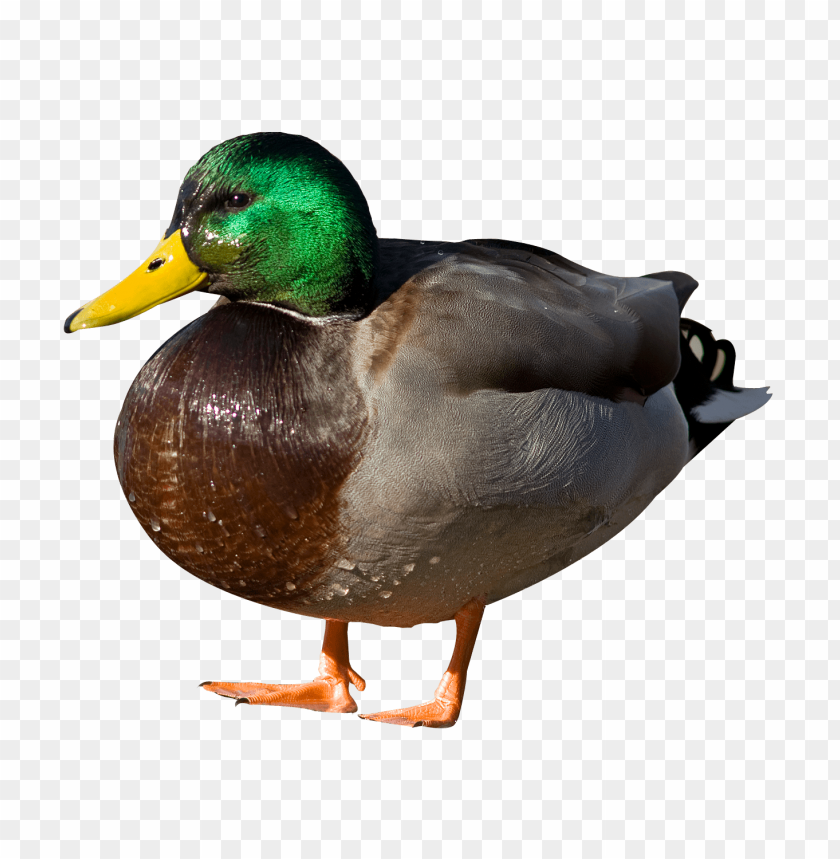 Duck PNG, bird, waterfowl, brown