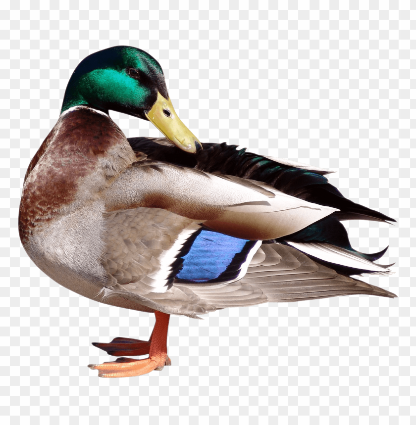 Mallard PNG, duck, green head, waterfowl