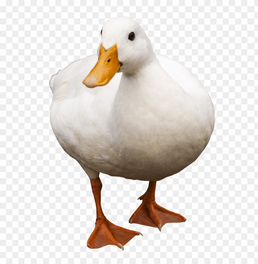 Duck PNG, white bird, standing, orange beak