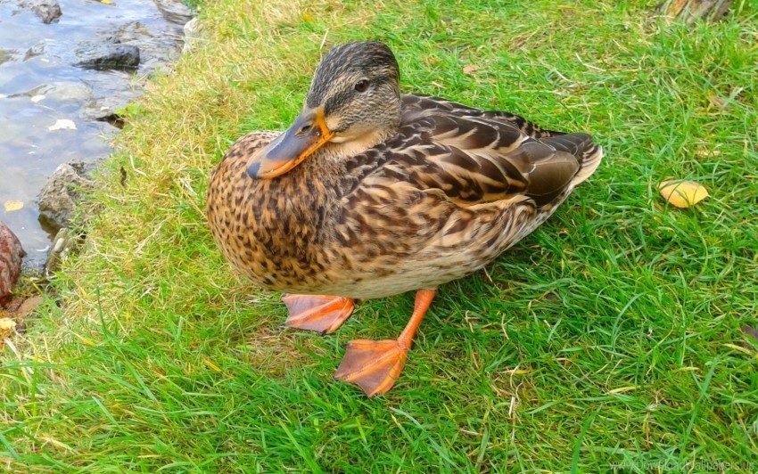 Duck Grass Poultry Wallpaper PNG Transparent Background