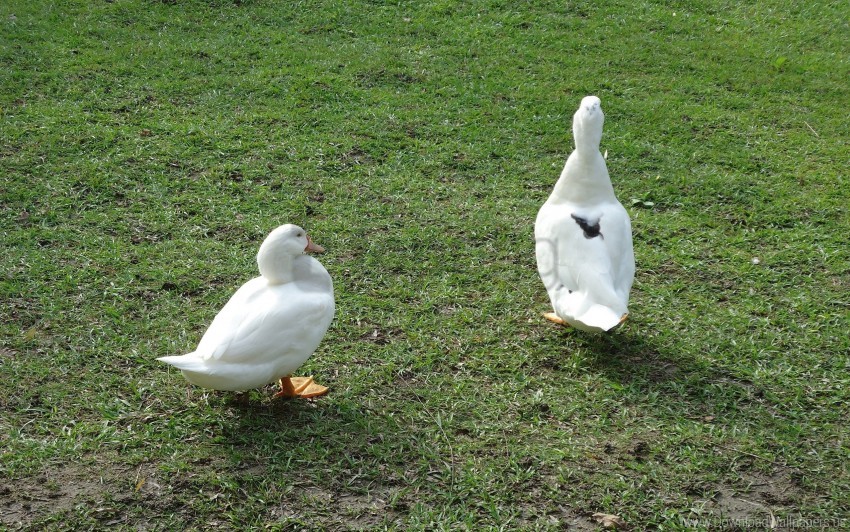 Ducks Feathers Field Grass Walk Wallpaper PNG Transparent Background