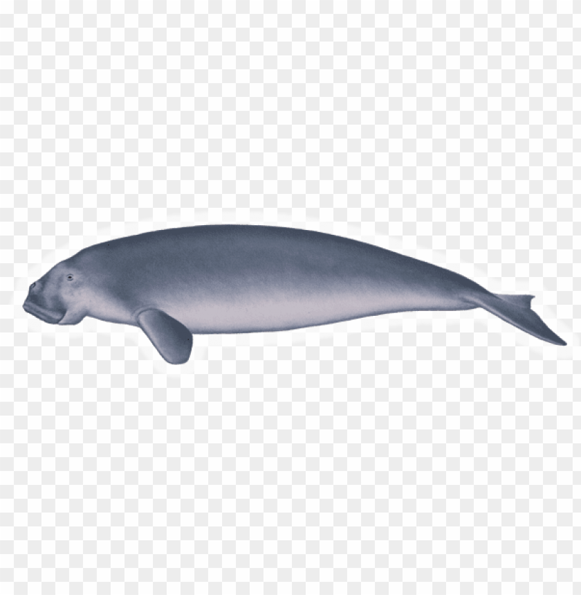 dugong